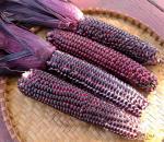 Происхождение кукурузы и ее ботаническая характеристика (3