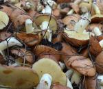 Как правильно обработать белые грибы после сбора Обработка свежих сушеных соленых грибов